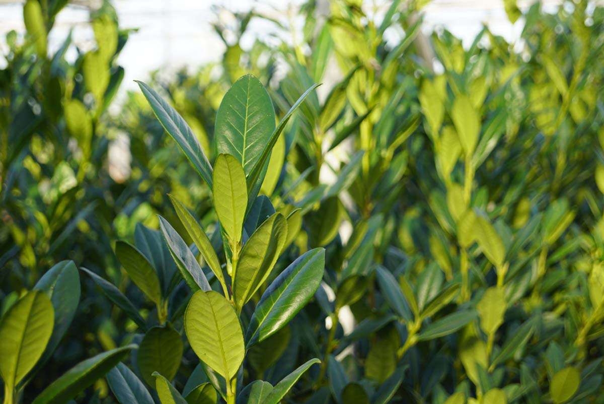 Prunus laurocerasus 'Greentorch' meerstammig / struik blad