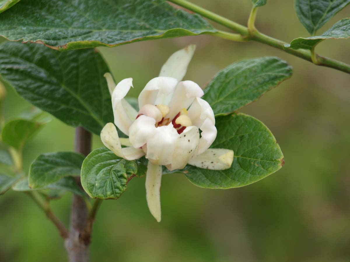 Calycanthus 'Venus' meerstammig / struik