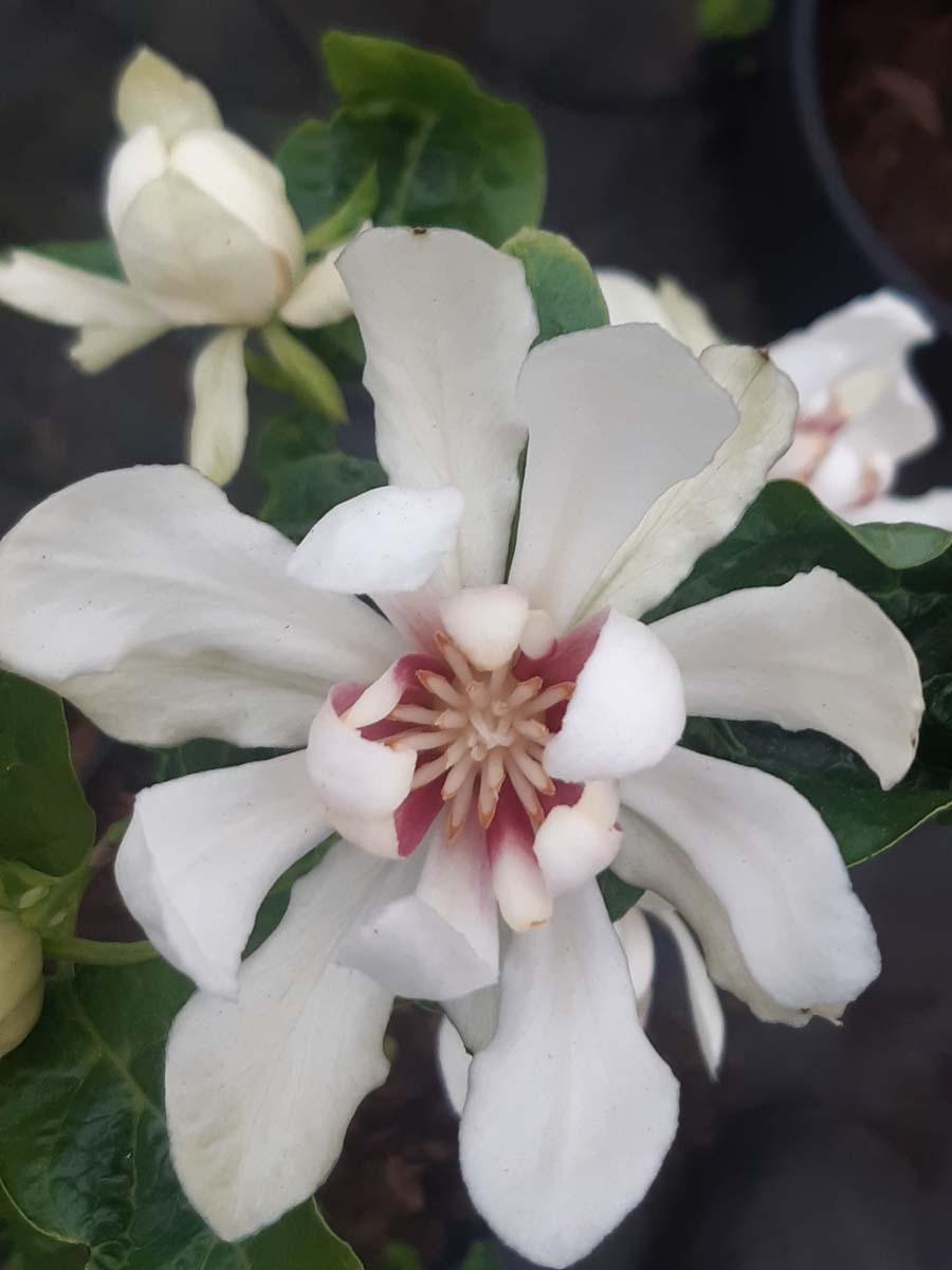 Calycanthus 'Venus' meerstammig / struik