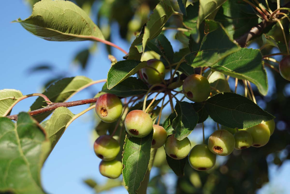 Malus hupehensis 'Arie Mauritz' op stam