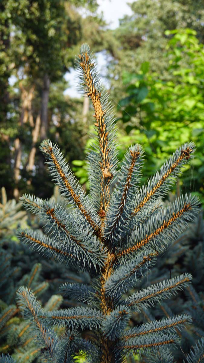 Picea pungens 'Baby Blue' Tuinplanten naald