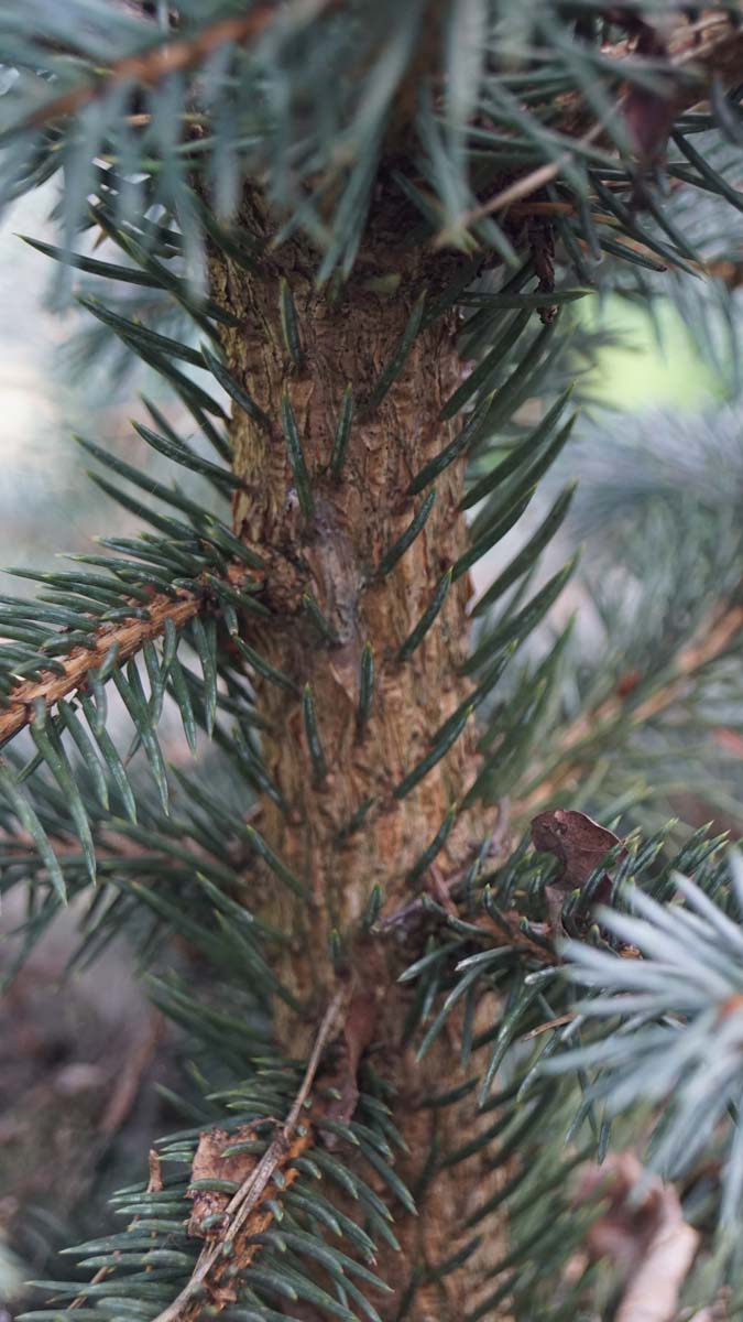 Picea pungens 'Baby Blue' stam
