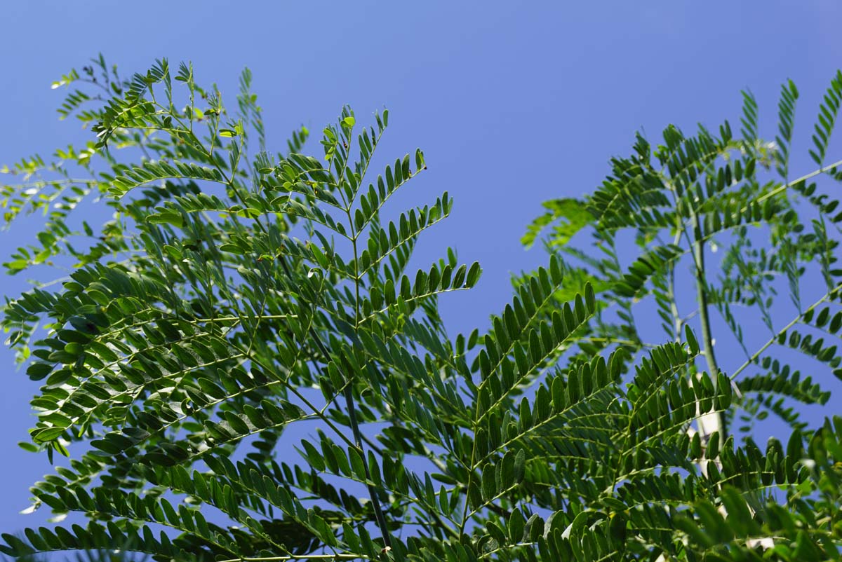 Gleditsia triacanthos 'Draves' Tuinplanten