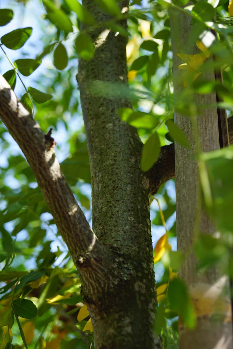 Gleditsia triacanthos 'Draves' Tuinplanten