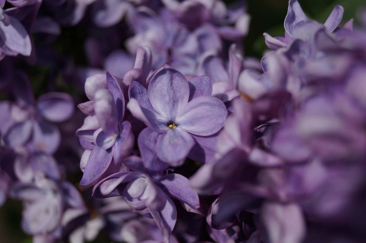 Syringa vulgaris 'Adelaide Dunbar' Tuinplanten