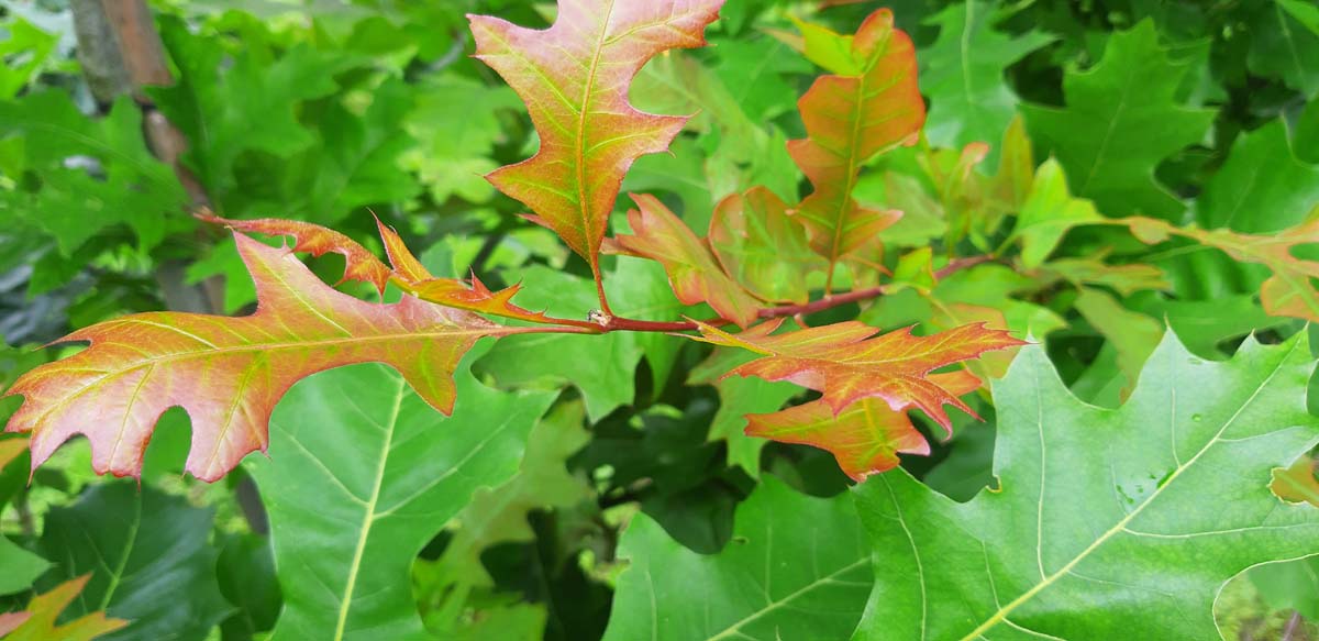 Quercus texana 'New Madrid' Tuinplanten blad