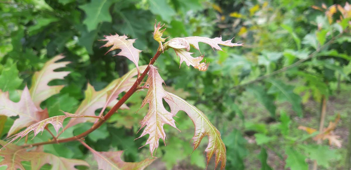 Quercus texana 'New Madrid' op stam