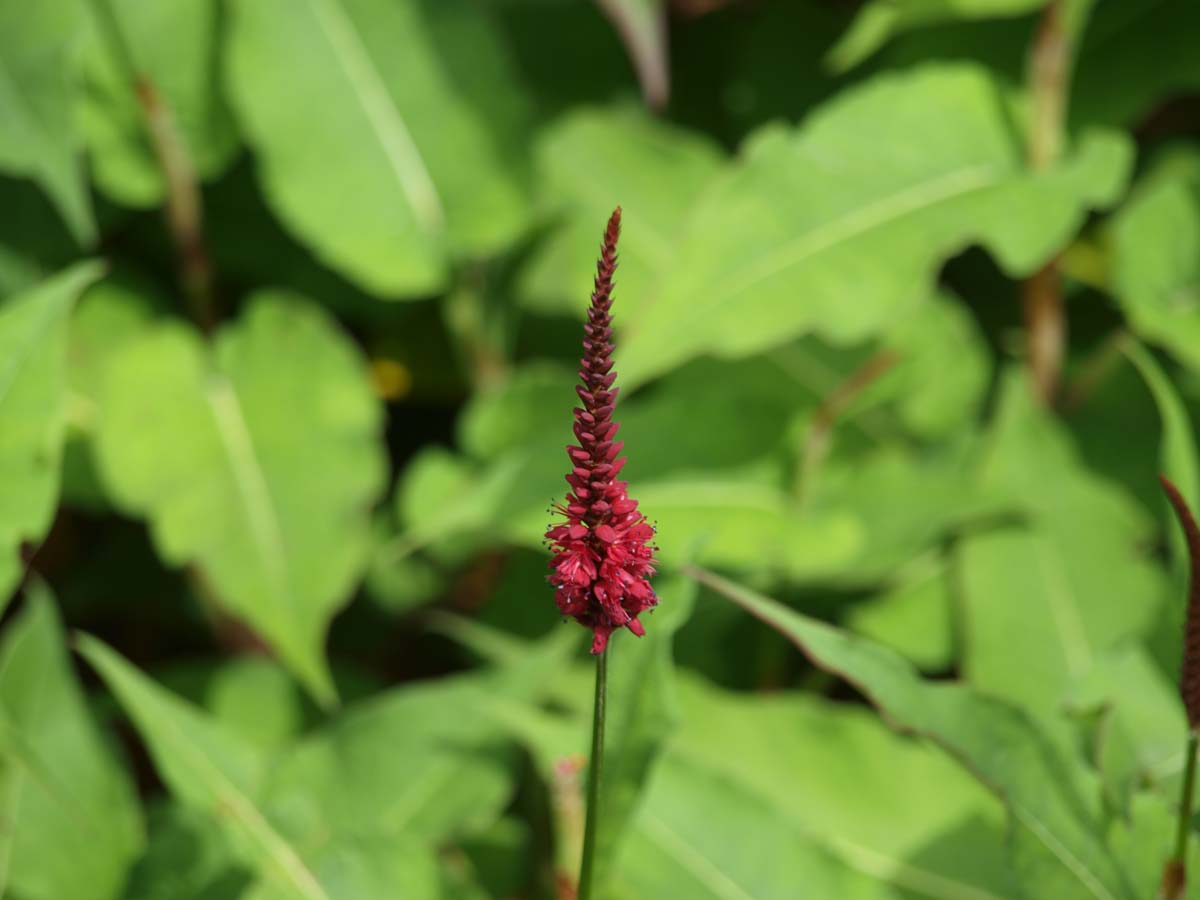 Persicaria amplexicaulis 'Dikke Floskes'