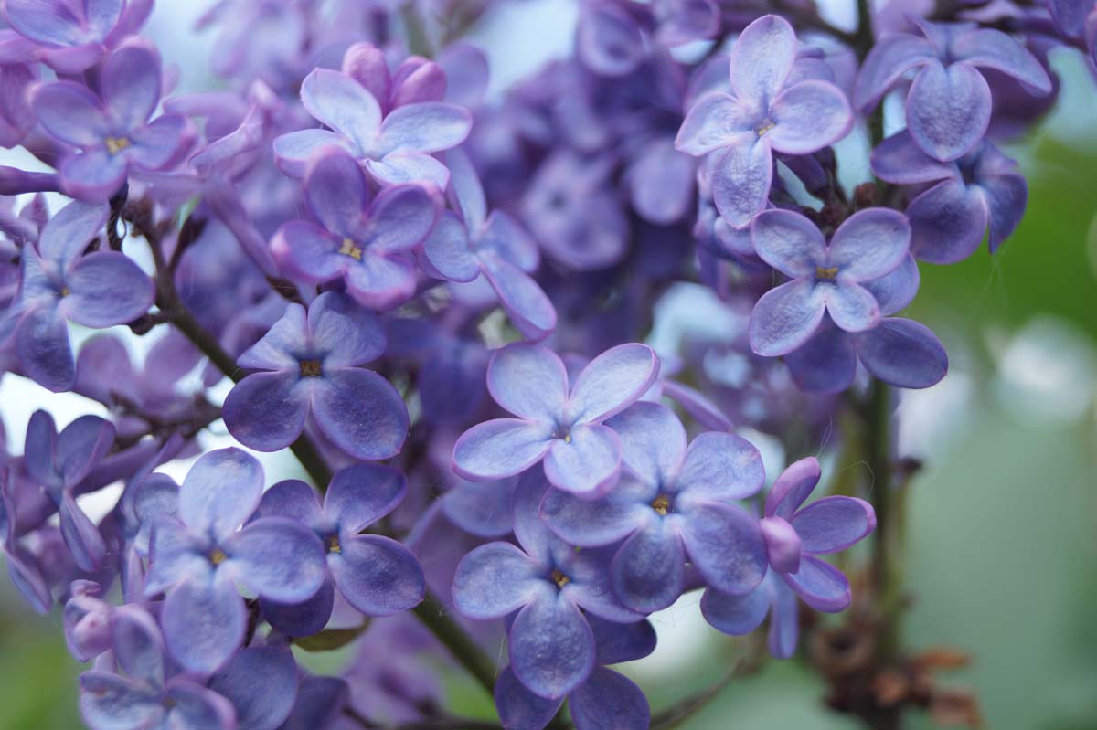 Syringa vulgaris 'Amethyst' Tuinplanten