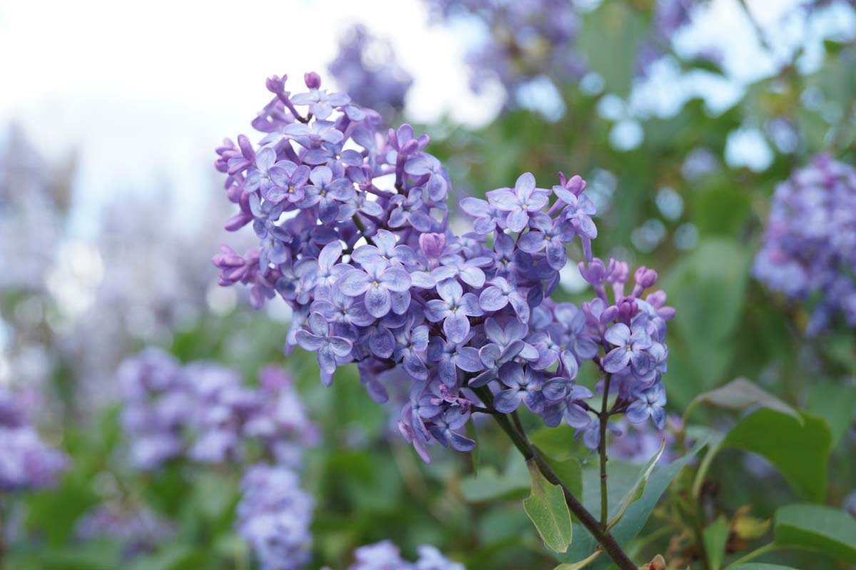 Syringa vulgaris 'Amethyst' meerstammig / struik