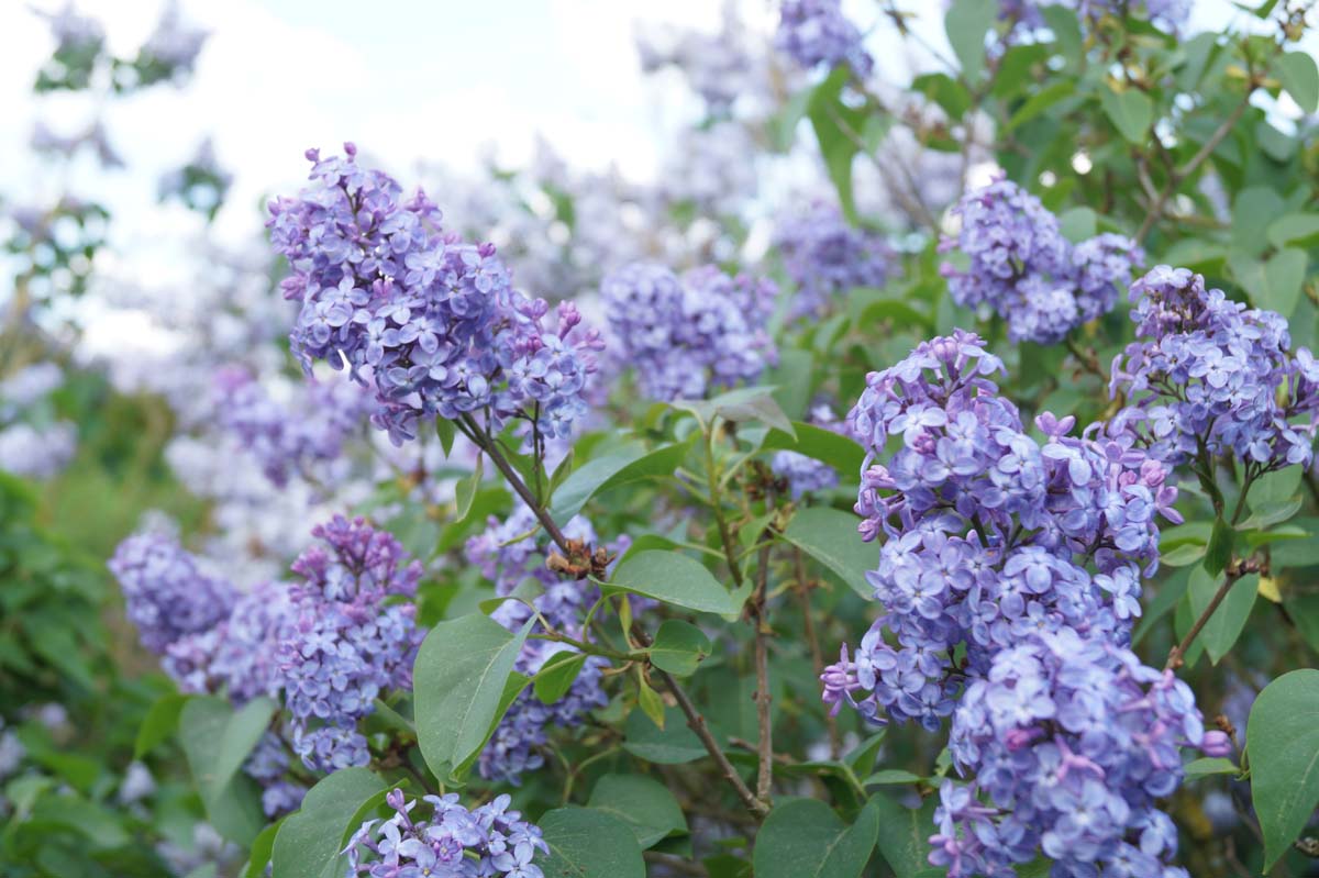 Syringa vulgaris 'Amethyst' meerstammig / struik