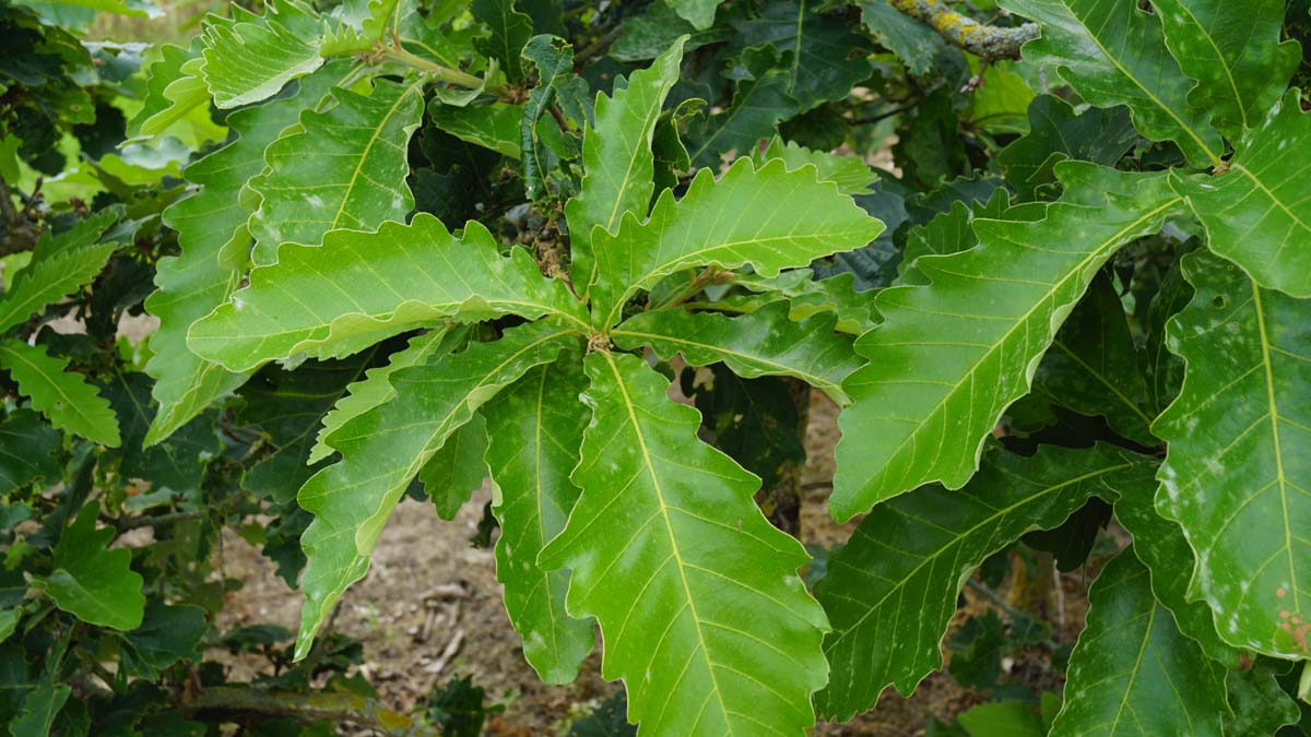 Quercus dentata 'Sir Harold Hillier' meerstammig / struik