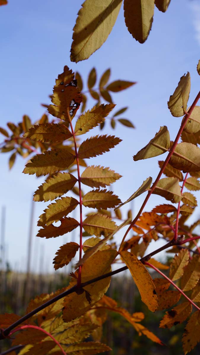 Sorbus pseudovilmorinii op stam herfstkleur