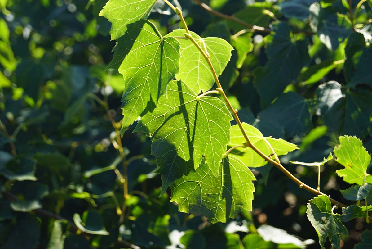 Tilia mongolica 'Buda' meerstammig / struik blad