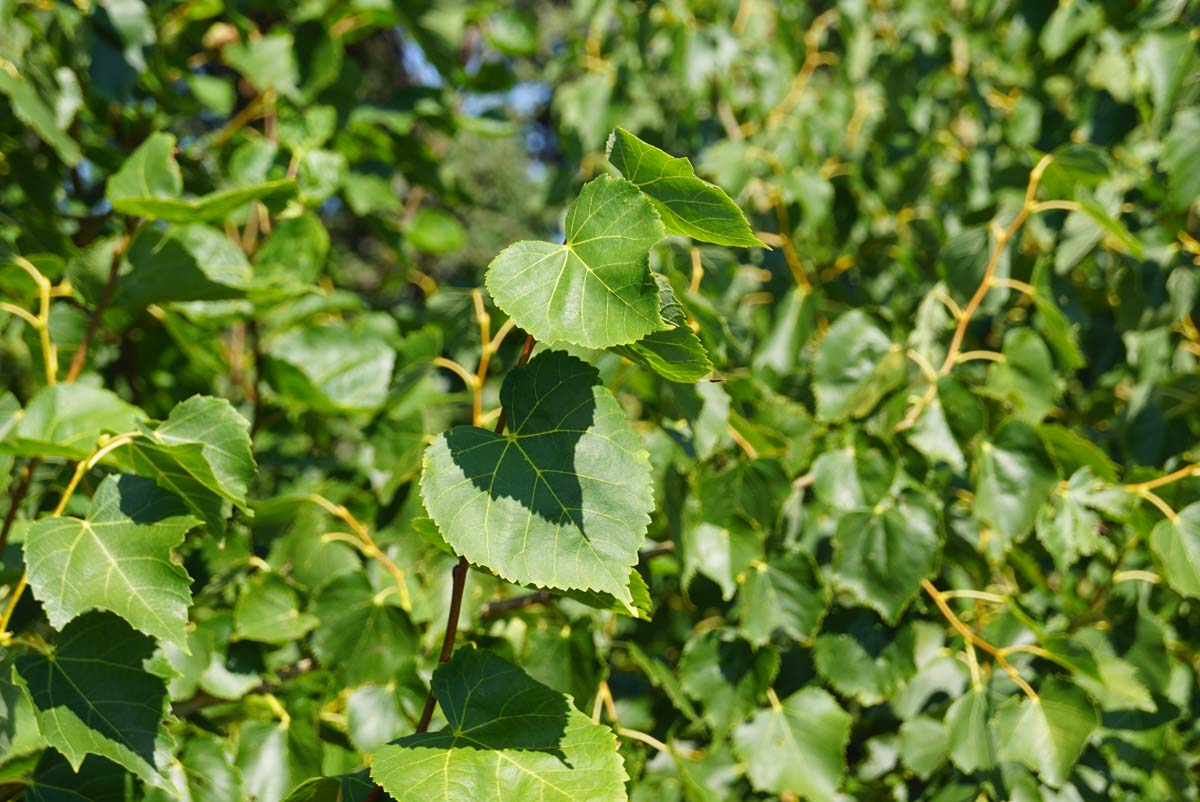 Tilia mongolica 'Buda' solitair blad