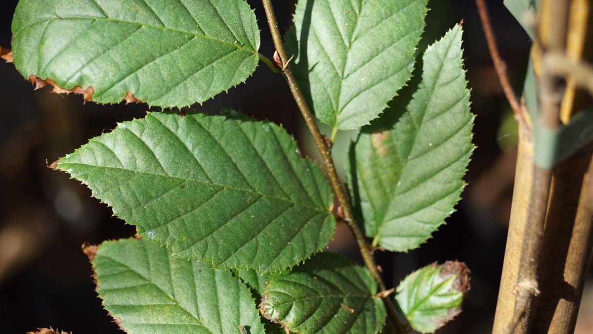 Carpinus caroliniana 'Red Fall' op stam