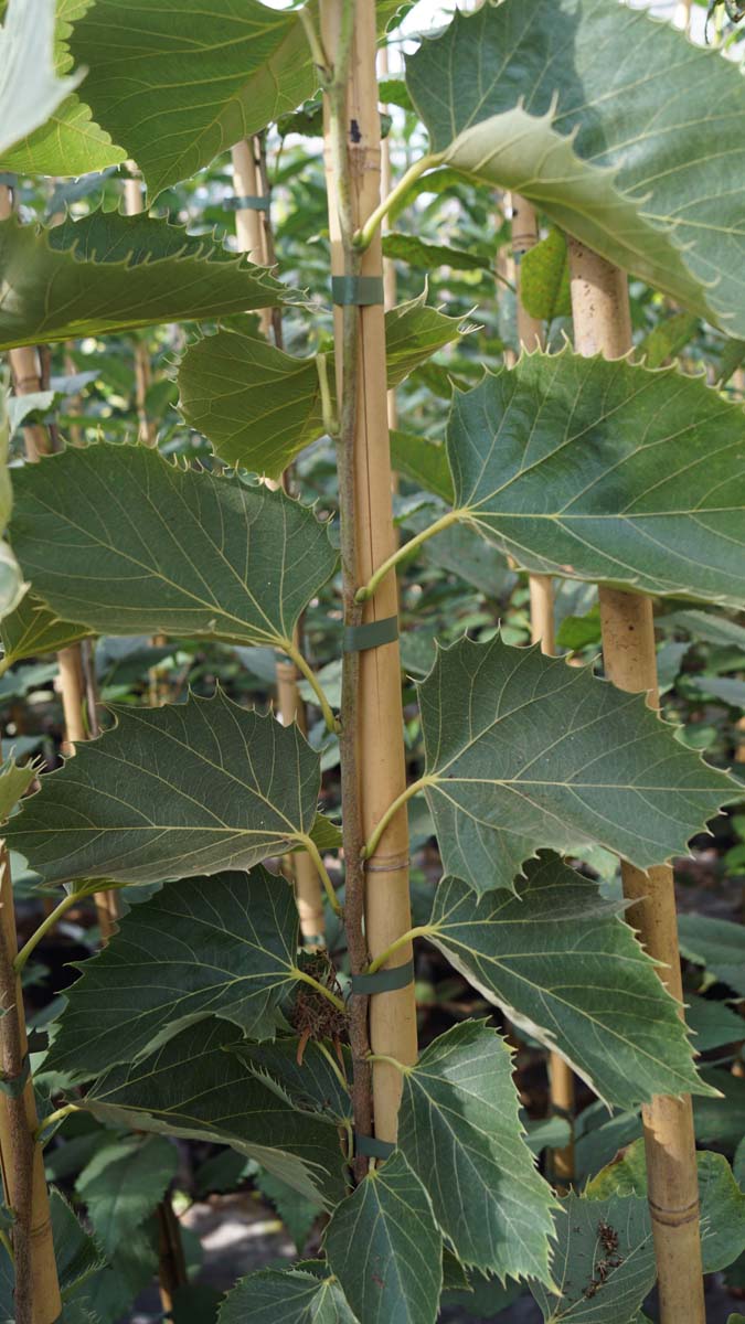 Tilia henryana 'Arnold Select' op stam