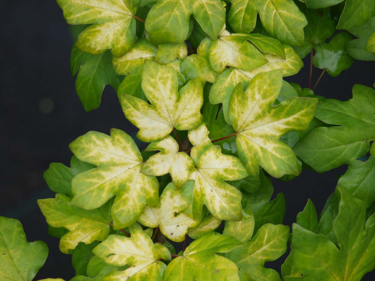 Acer 'Minorient' Tuinplanten blad