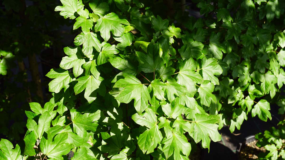 Acer 'Minorient' Tuinplanten blad