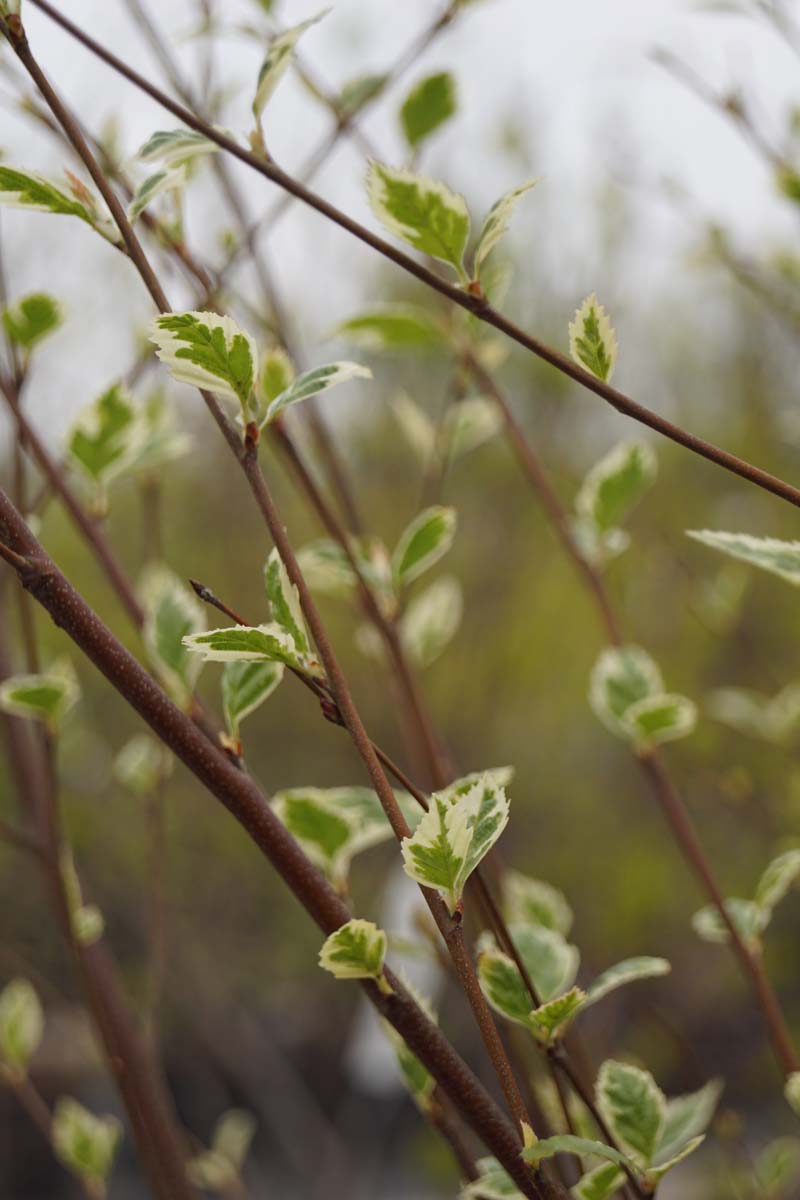 Betula nigra 'Shiloh Splash' meerstammig / struik