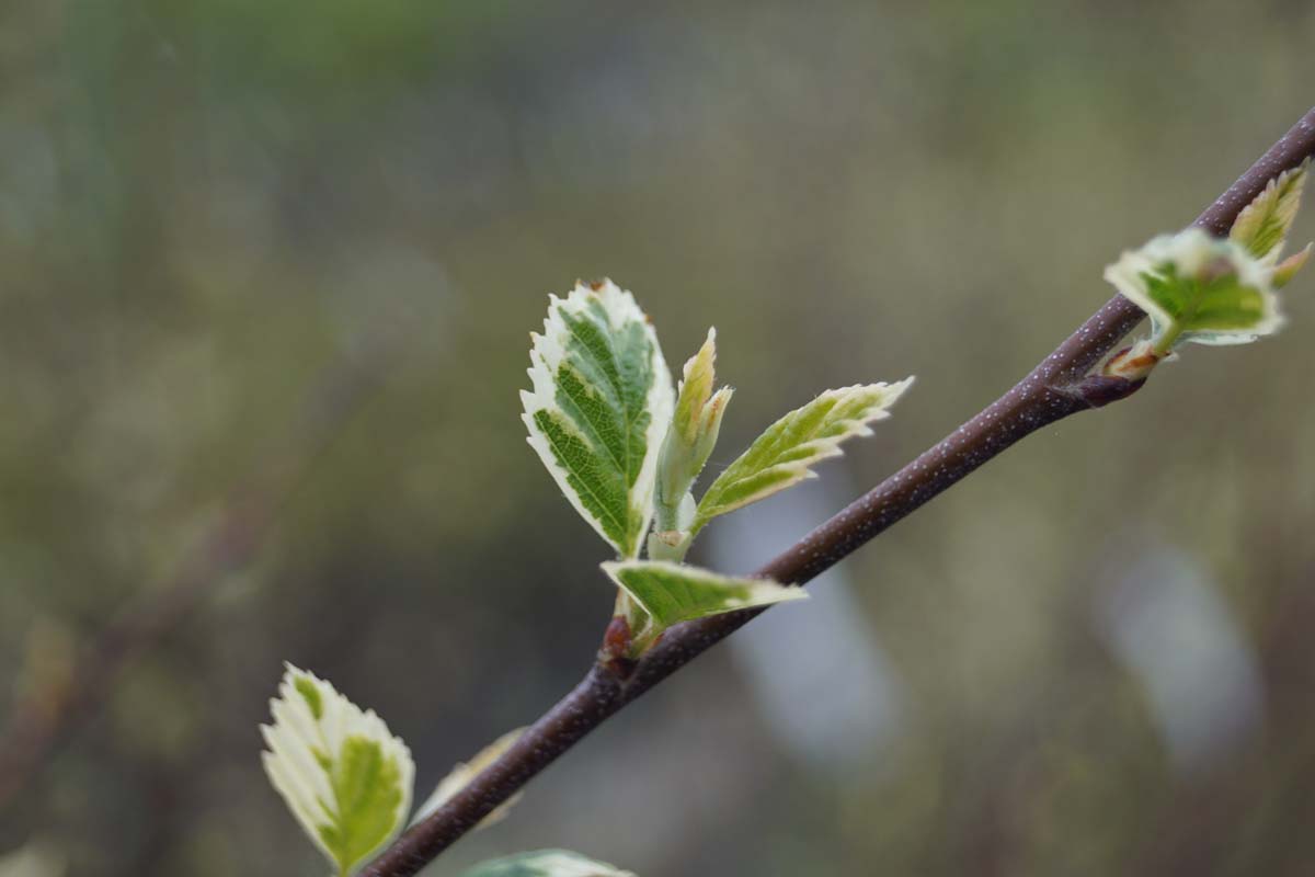 Betula nigra 'Shiloh Splash' meerstammig / struik