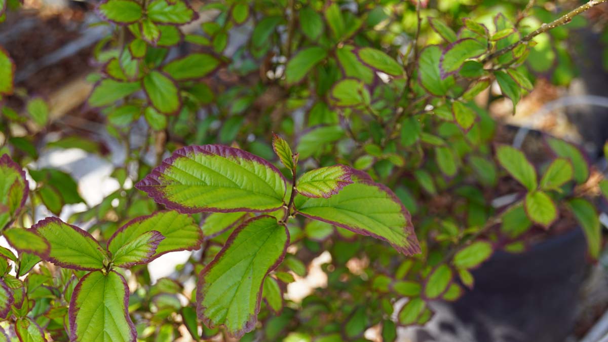 Parrotia persica 'JLPN01' op stam blad