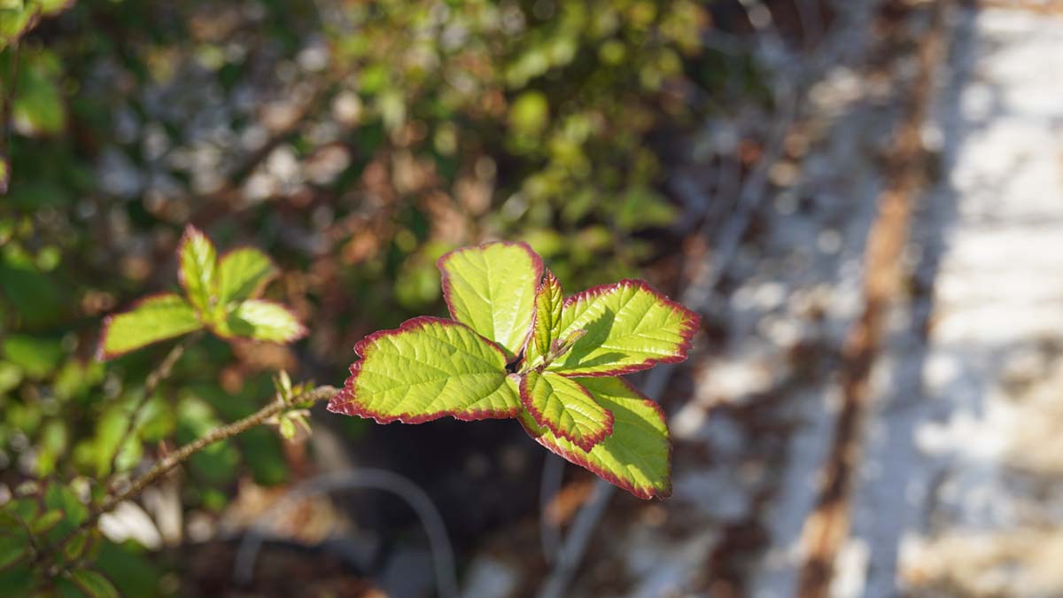Parrotia persica 'JLPN01' solitair blad