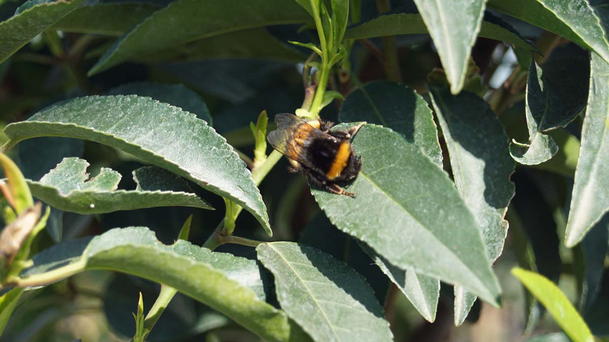 Prunus lusitanica 'Brenelia' leiboom blad