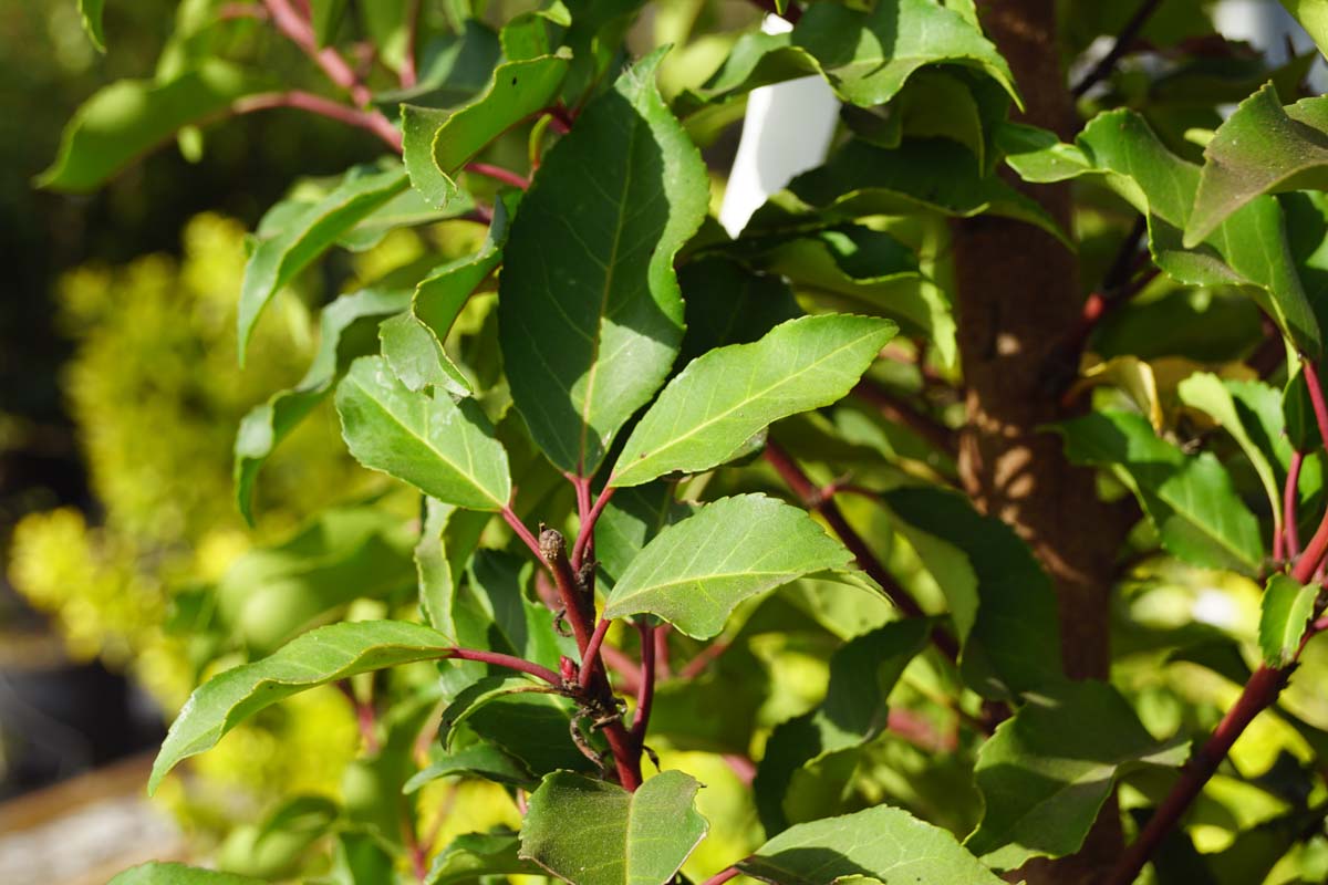 Prunus lusitanica 'Brenelia' leiboom