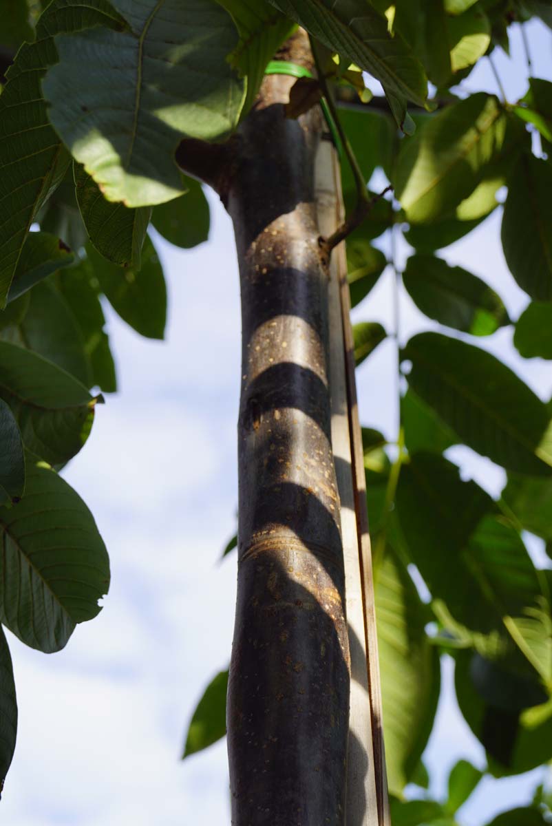 Juglans regia 'Bella Maria' op stam bast