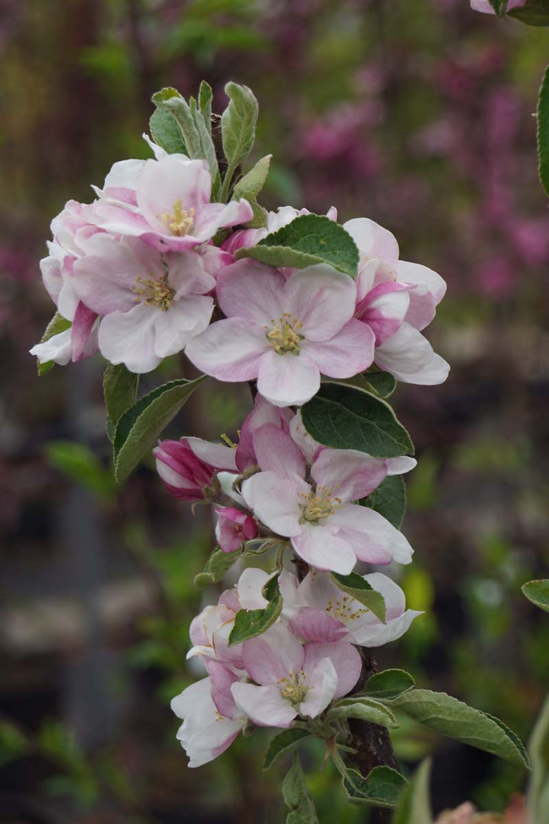 Malus domestica 'Greencats' op stam
