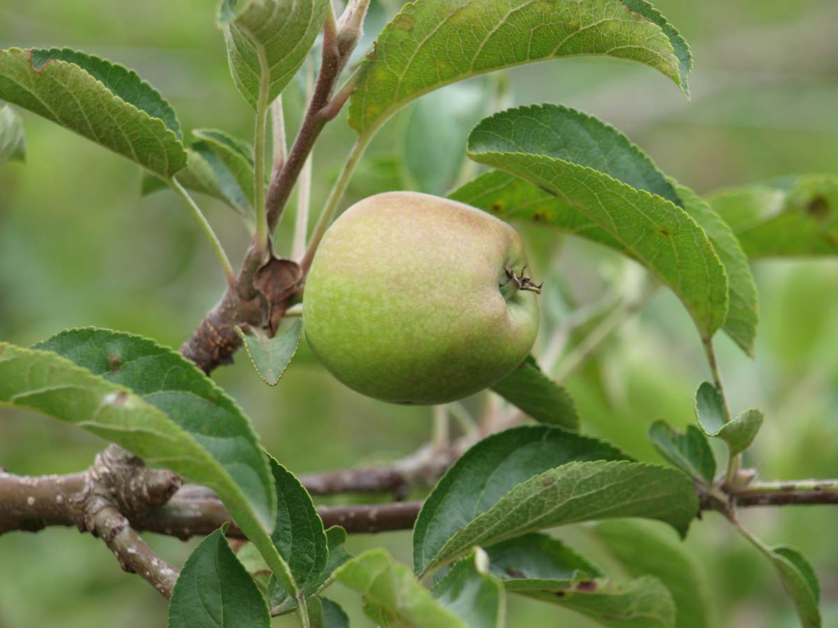 Malus domestica 'Zari' op stam
