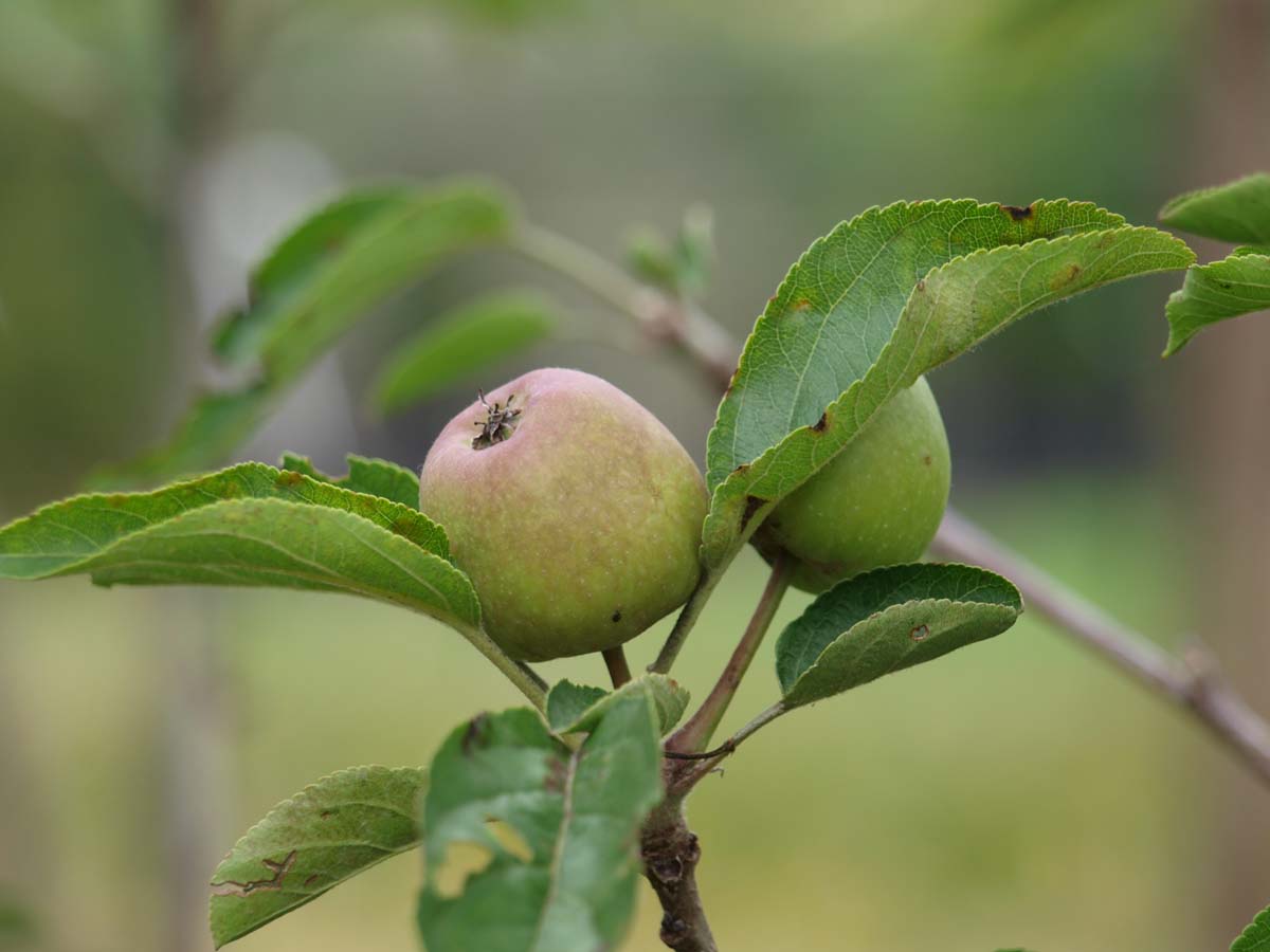 Malus domestica 'Zari' op stam