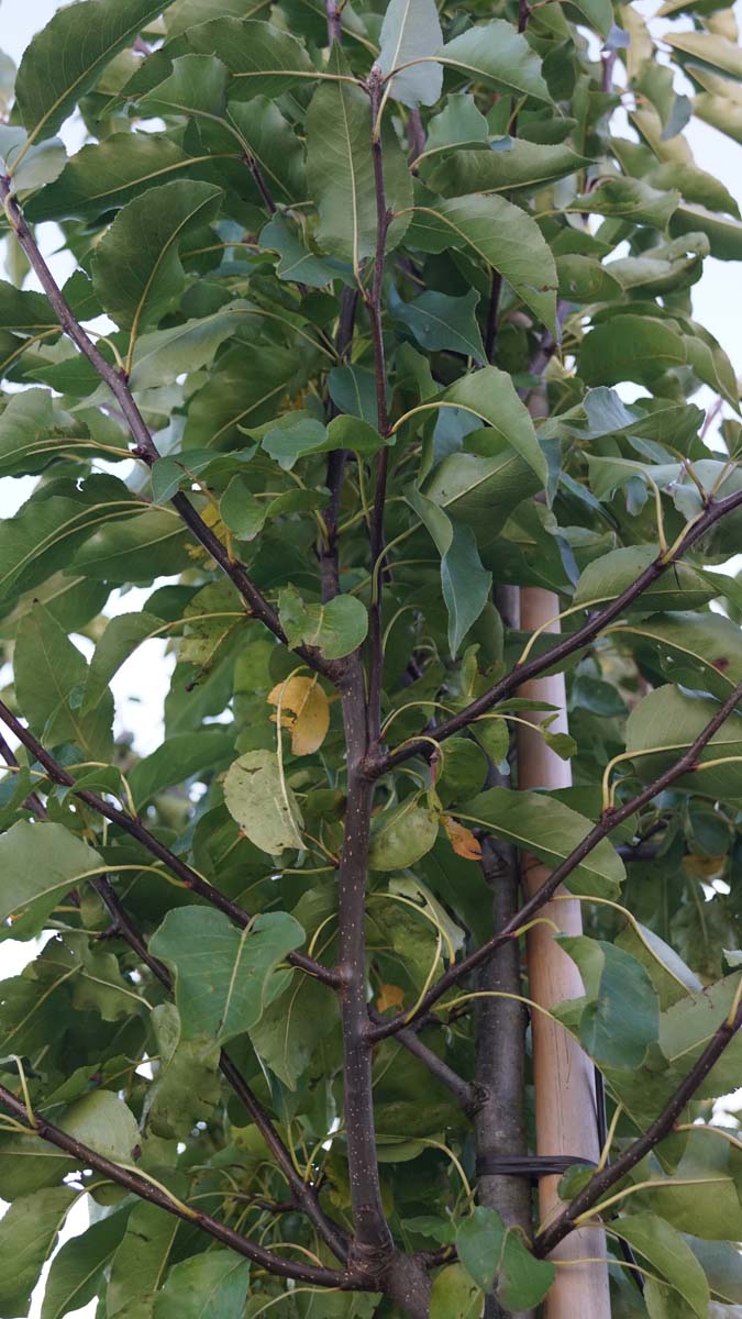 Pyrus communis 'Red Spire' op stam