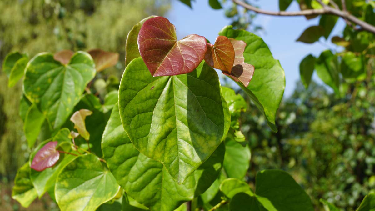 Cercis 'Pink Pom Poms' meerstammig / struik
