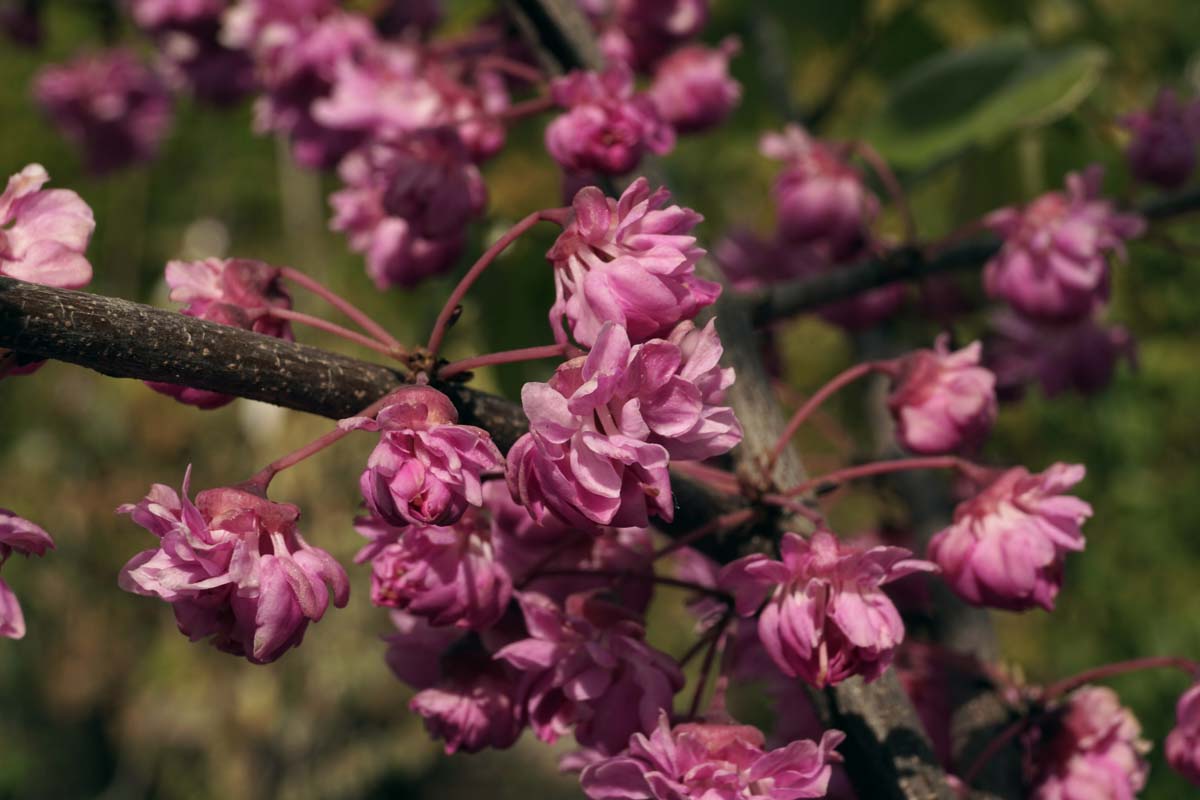 Cercis 'Pink Pom Poms' Tuinplanten