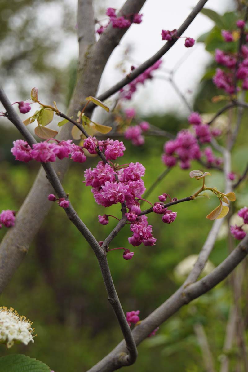 Cercis 'Pink Pom Poms' meerstammig / struik
