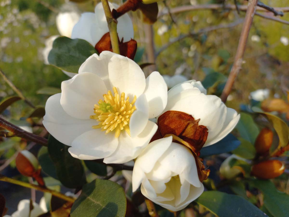 Magnolia laevifolia 'Gcwood213' meerstammig / struik