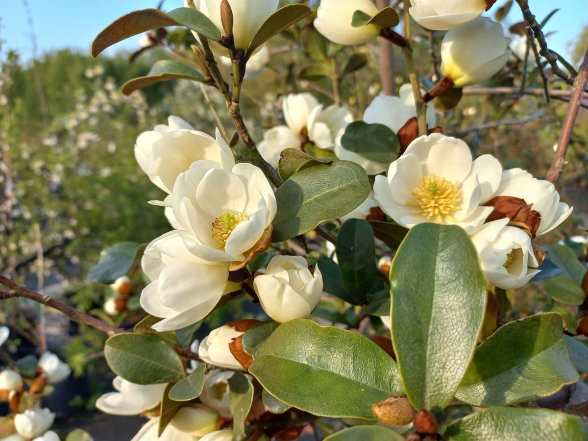 Magnolia laevifolia 'Gcwood213' Tuinplanten