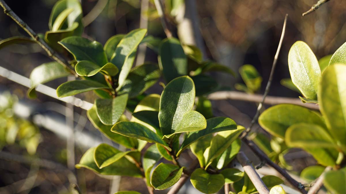 Magnolia laevifolia 'Gcwood213'