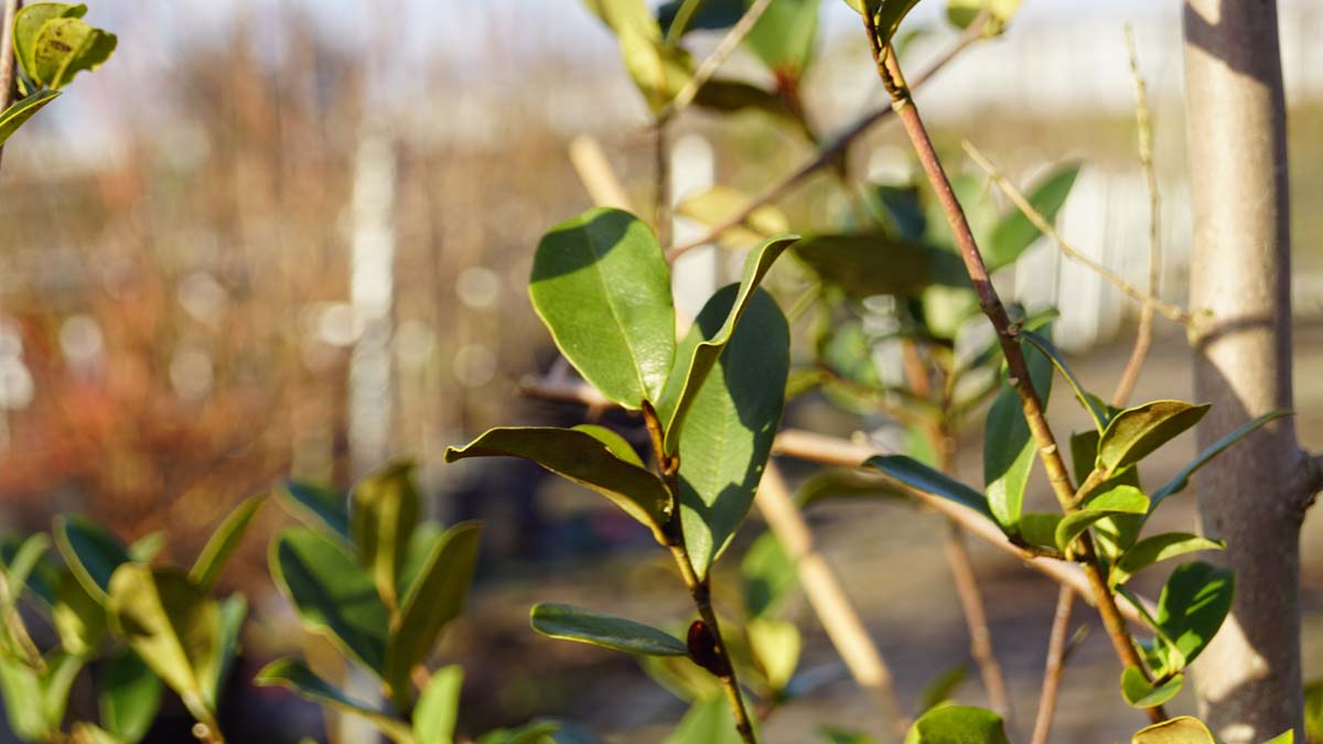 Magnolia laevifolia 'Gcwood213' meerstammig / struik