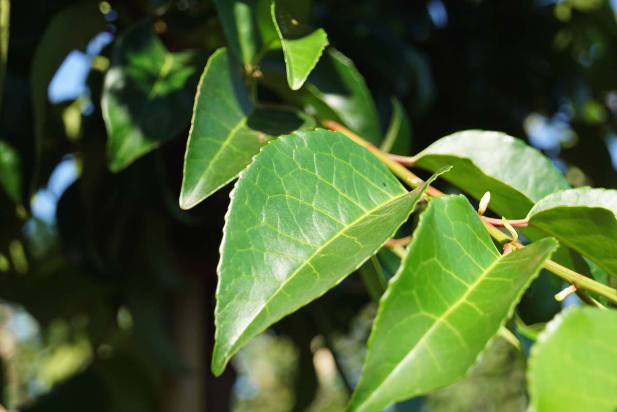 Prunus lusitanica 'Ybrazo01' op stam blad
