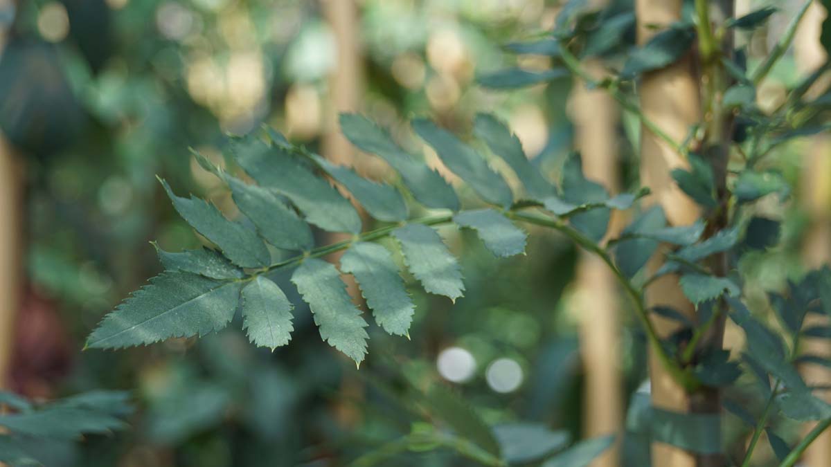 Sorbus gonggashanica op stam