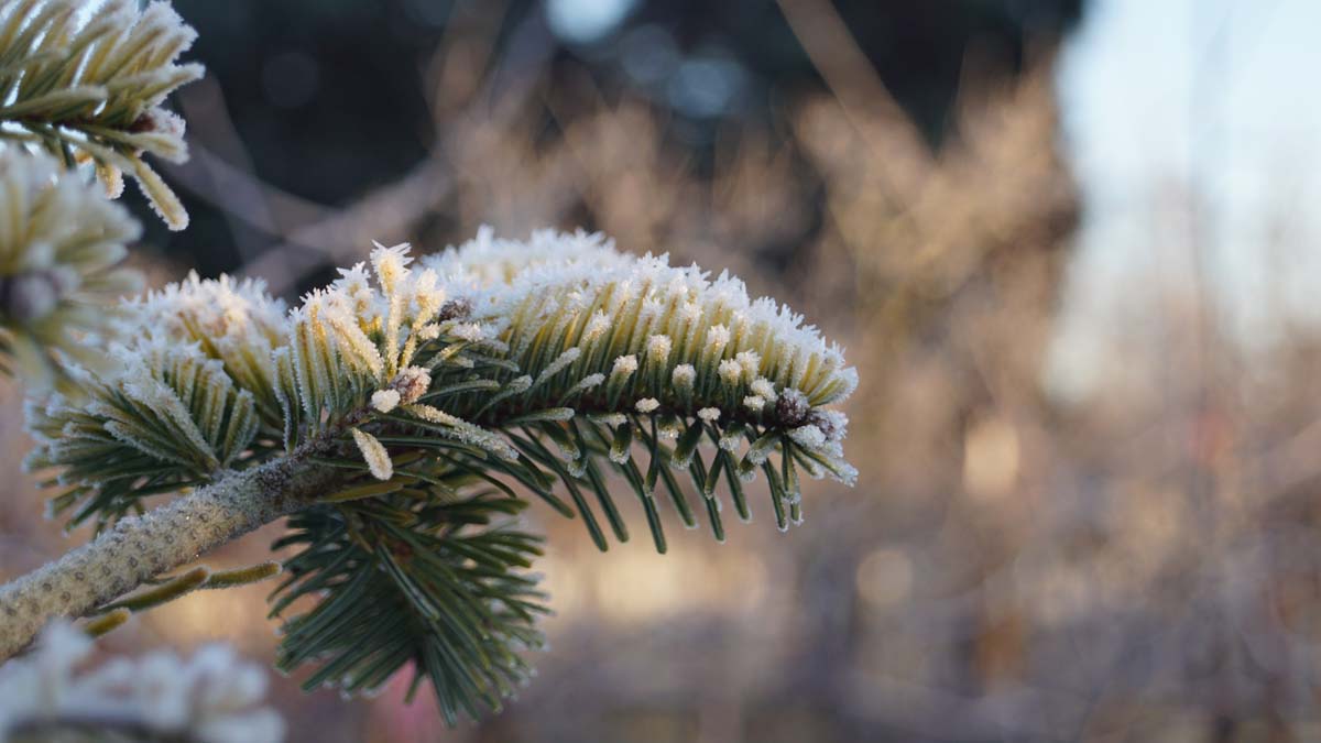 Abies nordmanniana 'Midwinter Gold' Tuinplanten