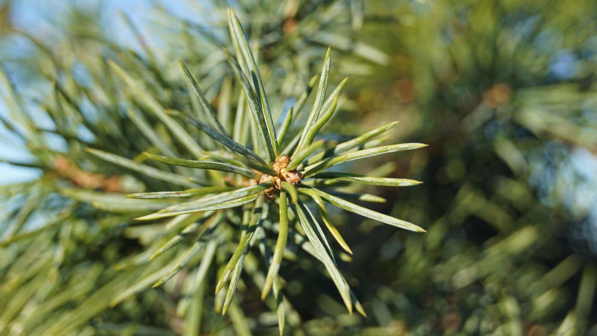 Cedrus deodara 'Miles High'