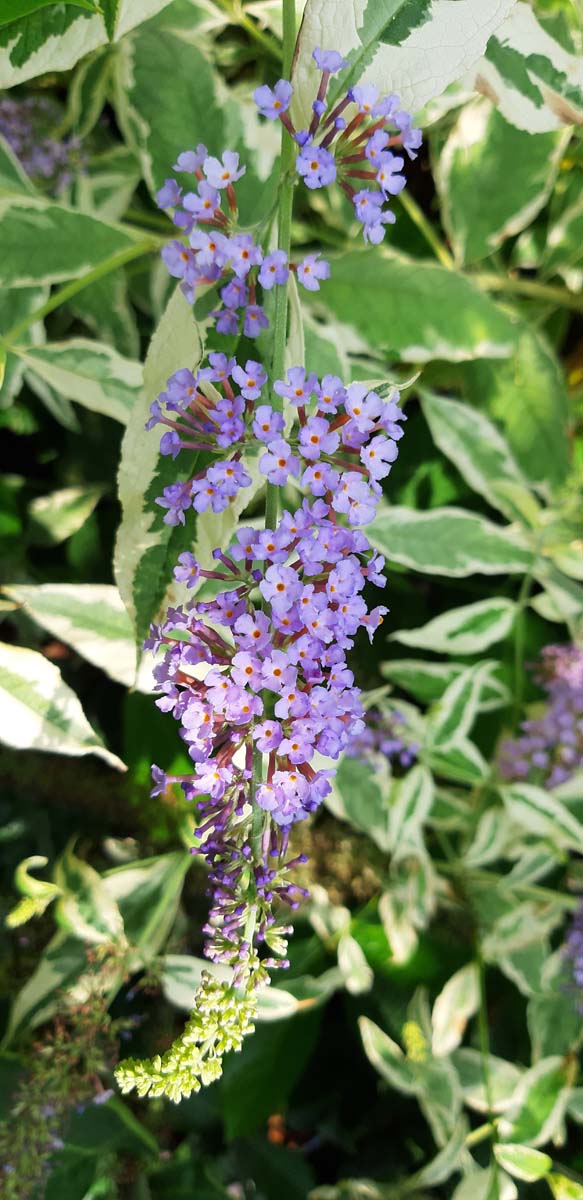 Buddleja davidii 'Florence' meerstammig / struik