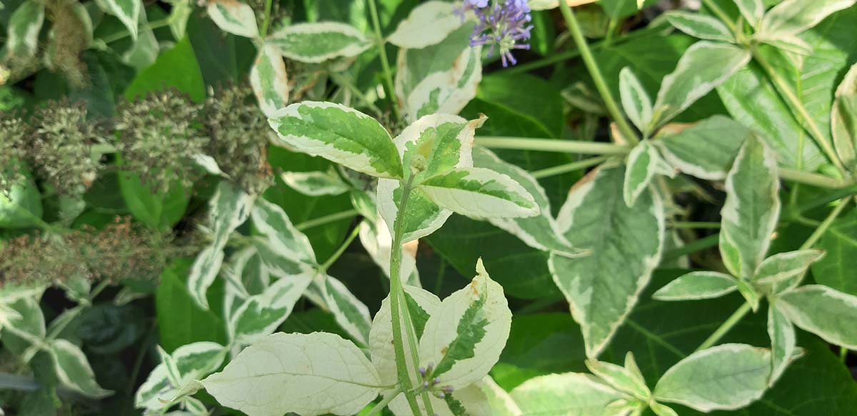 Buddleja davidii 'Florence' meerstammig / struik