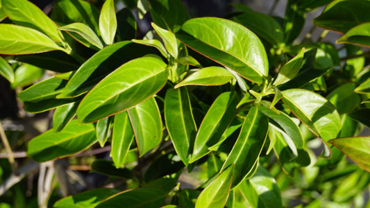 Cornus elliptica 'Elsbry' Tuinplanten blad