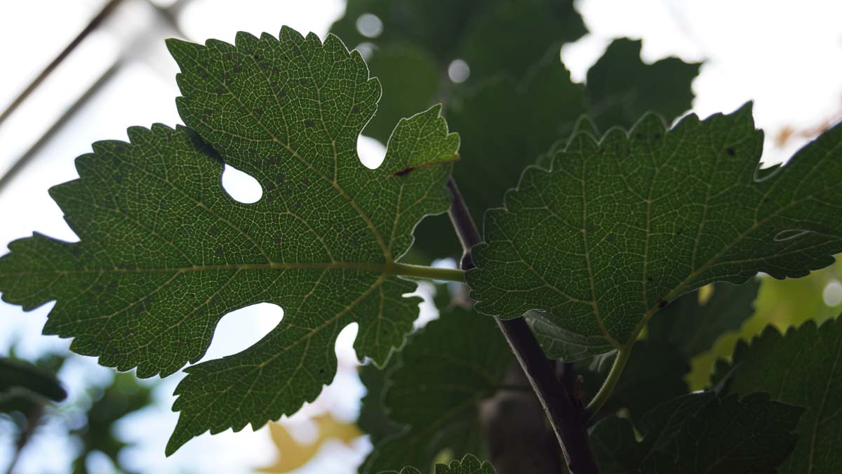 Morus nigra 'Dr Monbalieu' op stam