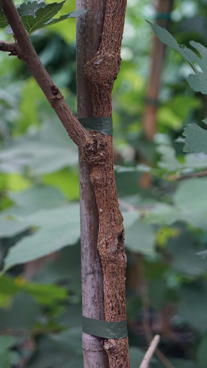 Morus nigra 'Dr Monbalieu' op stam